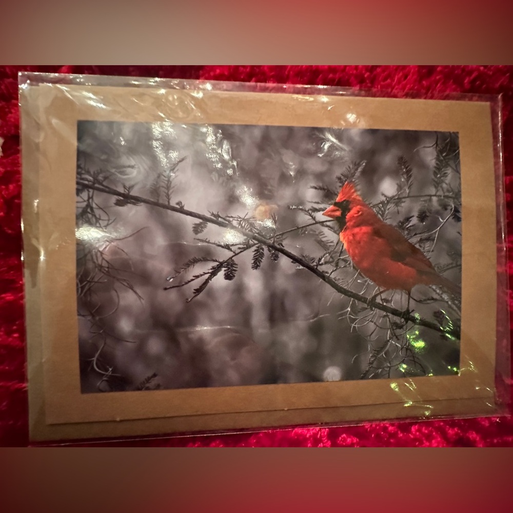 Set of 6 - Handcrafted Photo Greeting Card - Male Northern Cardinal